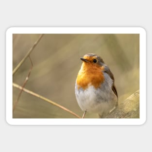 Robin looking up Sticker